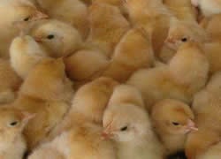 ���S�u��